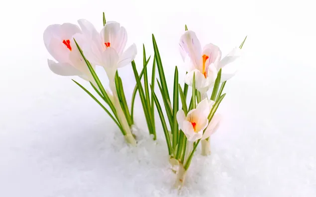 Snowdrop flowers blooming among the snow and a white snow cover around them HD wallpaper