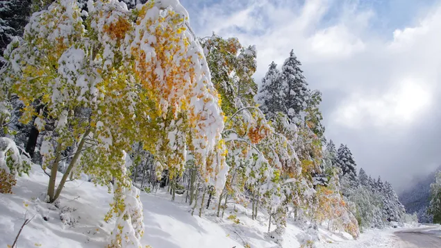 Vintergæk, vintertræer 4K tapet