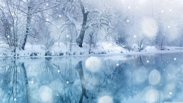 Snowfall with snow covered trees reflected in the river 4K wallpaper