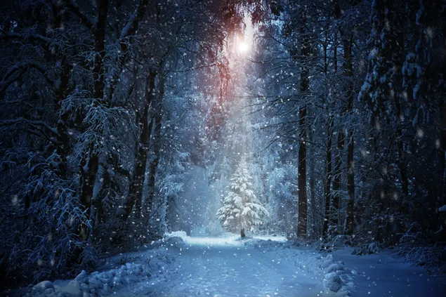 Copos de nieve y luz del día en el bosque en invierno 8K fondo de pantalla