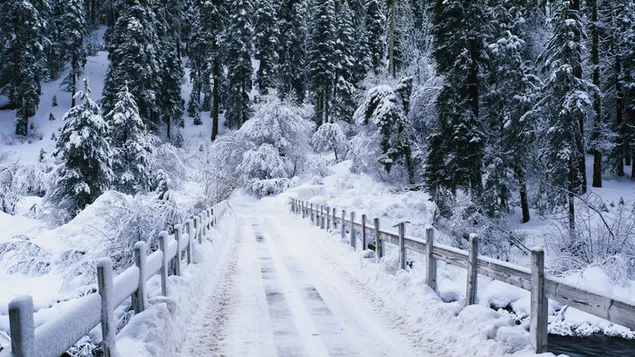 Besneeuwde brug in het winterbos
