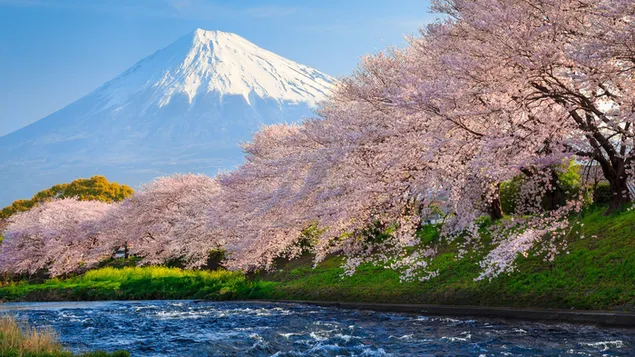 Besneeuwd berglandschap van sakura kersenbloesem, een van de nationale symbolen van Japan 4K achtergrond