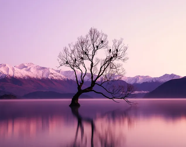 Снежные горы и отражение дерева в озере 4K обои