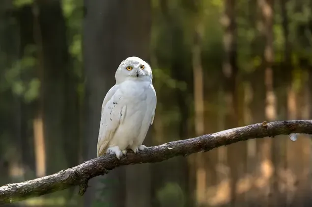 Snowy Owl đang nghỉ ngơi trên cành cây bên rừng