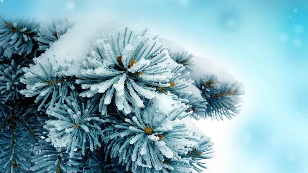 Pino nevado en invierno HD fondo de pantalla