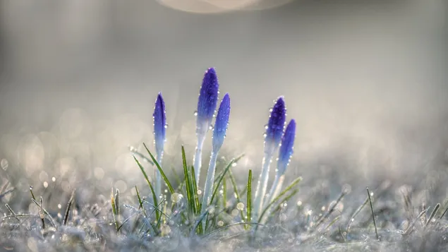 Flores moradas nevadas y fondo desenfocado HD fondo de pantalla