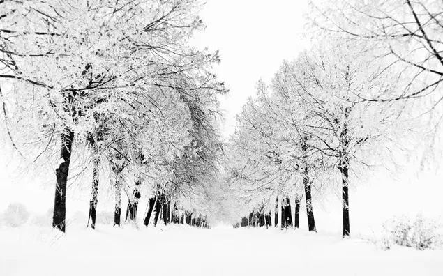 Camino nevado que pasa por los árboles cubiertos de nieve en invierno 2K fondo de pantalla
