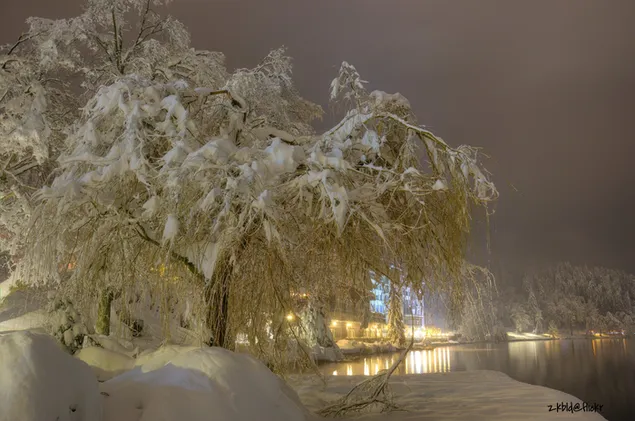Pohon bersalju di malam musim dingin