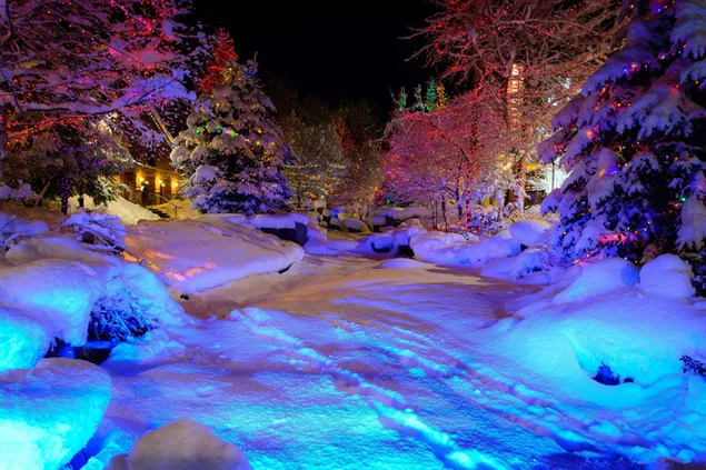 夜のカラフルなライトの雪に覆われた木々 ダウンロード