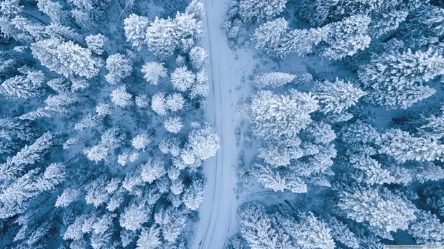 ทิวทัศน์หิมะของต้นไม้ป่าและถนนที่เต็มไปด้วยหิมะจากด้านบน 2K วอลเปเปอร์