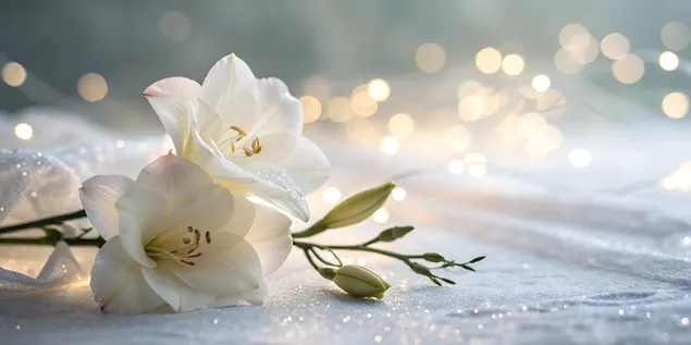 Gradient blanc d'enfocament suau amb reflexos de llum delicats 4K fons de pantalla