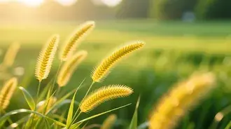 soft golden grass heads sway gracefully in the glow of afternoon sunlight, creating a vibrant and tranquil summer meadow scene. download