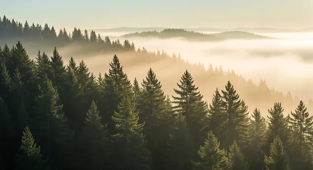 Меката сутрешна слънчева светлина се процежда през мъглата и боровите дървета по хълмовете, създавайки спокоен и атмосферен горски пейзаж 8K тапет