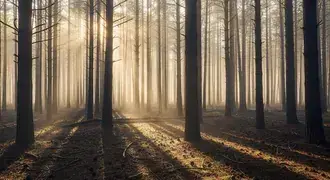soft morning sunlight streams through tall, straight pine trees in a tranquil forest, with gentle mist and shadows creating a serene, peaceful atmosph