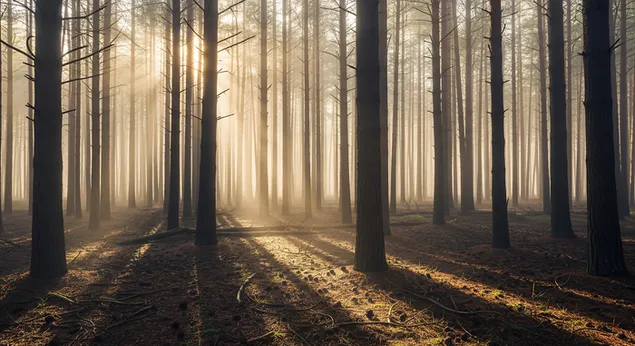 meka jutarnja sunceva svjetlost struji kroz visoke, ravne borove u mirnoj sumi, s blagom maglom i sjenama koje stvaraju spokojnu, mirnu atmosferu. preuzmi