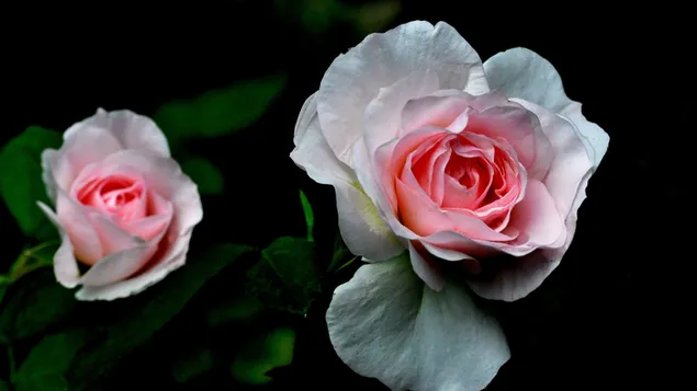 柔らかなピンクがかった白いバラ 2K 壁紙
