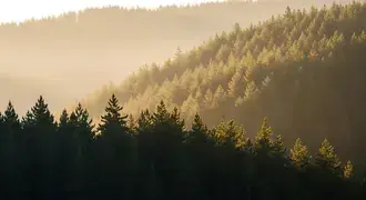 a luz suave do sol filtra-se atraves dos densos pinheiros numa encosta tranquila, criando uma nevoa dourada e onirica sobre uma paisagem florestal serena. download