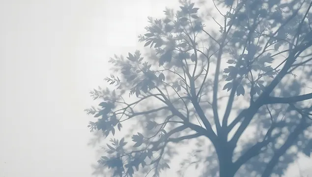 Páipéar balla Scáthanna Boga Crainn ar Bhalla - Ealaín Teibí an Dúlra2K