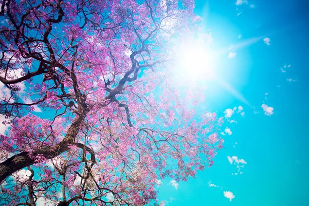 sol de primavera descargar