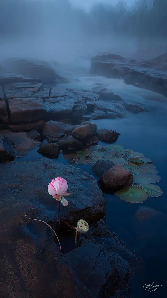 vienisojo lotoso zydejimas ant slapiu upes uolu eteriniame ryto ruke atsisiusti
