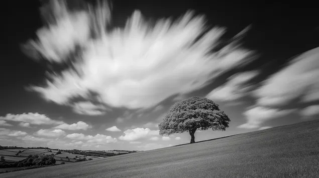 crann uaigneach ar thaobh cnoic faoi speir le scamaill striocacha ioslodail