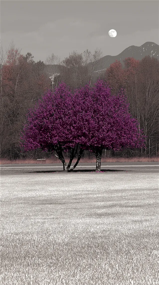 Tapeta Osamělý strom s bohatým hustým olistěním na otevřeném travnatém poli HD