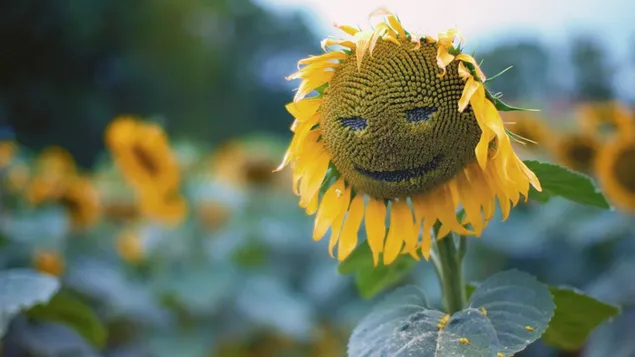 Sonnenblumen-Smily