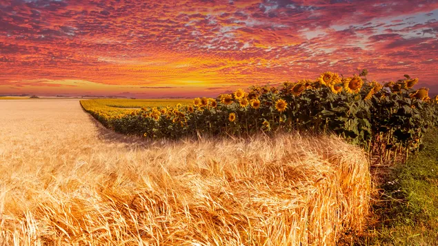 Sonnenuntergang über Weizen- und Sonnenblumenfeld