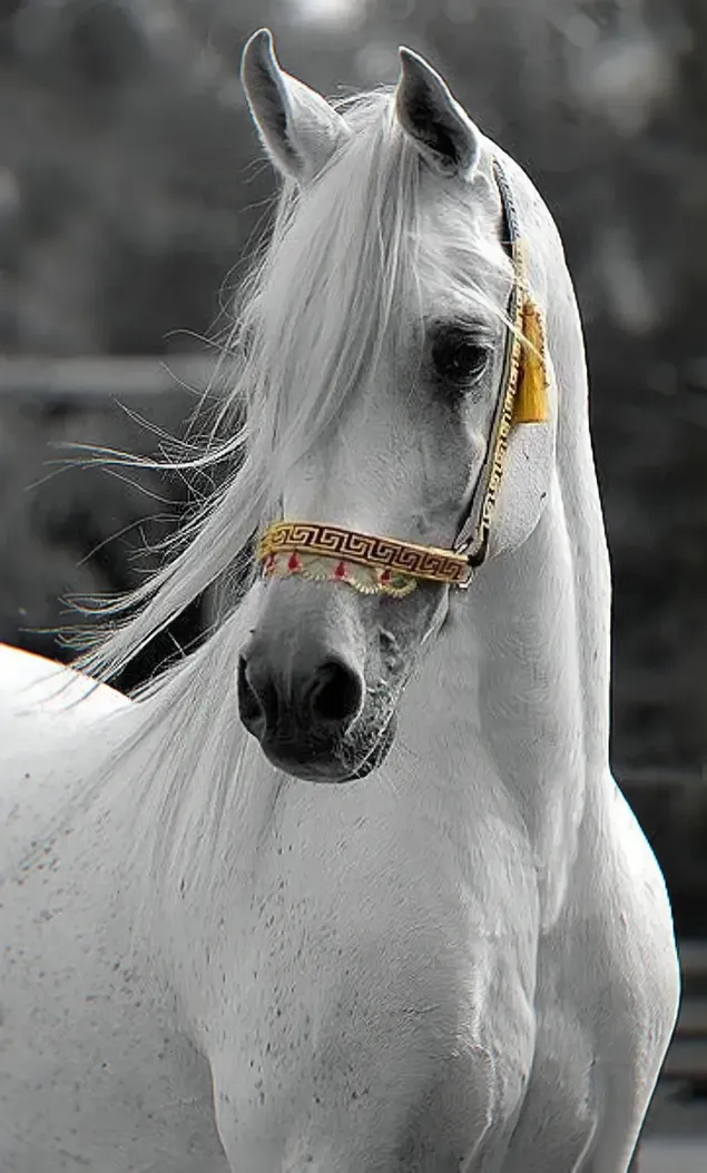 Spectaculair beeld van wit edel dierlijk paard gefotografeerd in zwart-wit