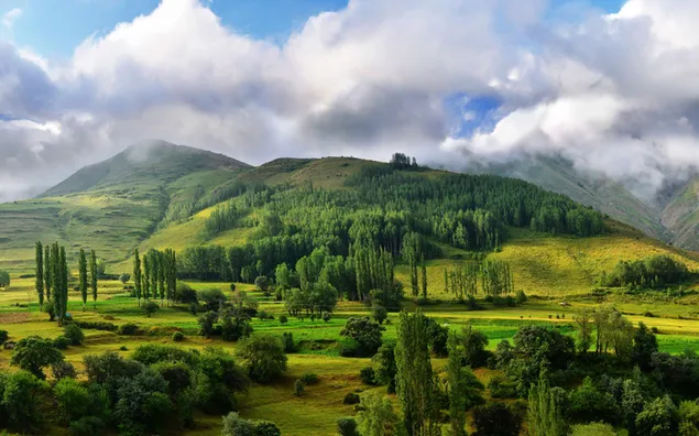 緑の素晴らしい色合いで木々や野原の壮大な景色 4K 壁紙