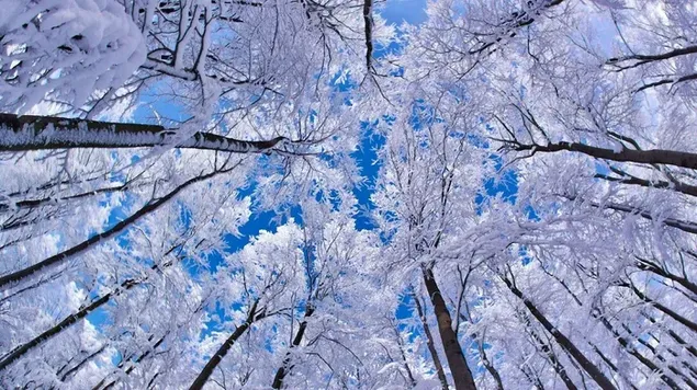 Spektakuläre Aussicht auf hohe schneebedeckte Bäume, die sich in den bewölkten Himmel erstrecken