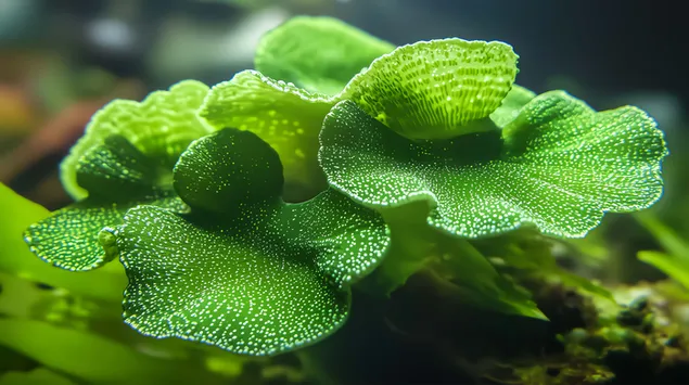 الملمس الإسفنجي للطحالب الكبيرة الهشة Codium باللون الأخضر النابض بالحياة 8K خلفية