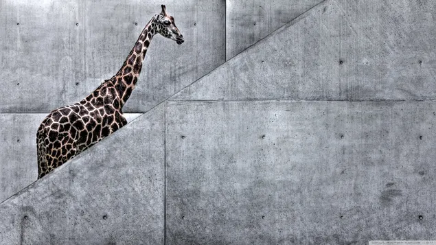 Girafa tacada i de cos llarg que s'enfila sobre un terreny blanc i negre baixada