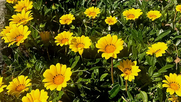 Verbreiten von Glück und Freude mit gelber Blume herunterladen