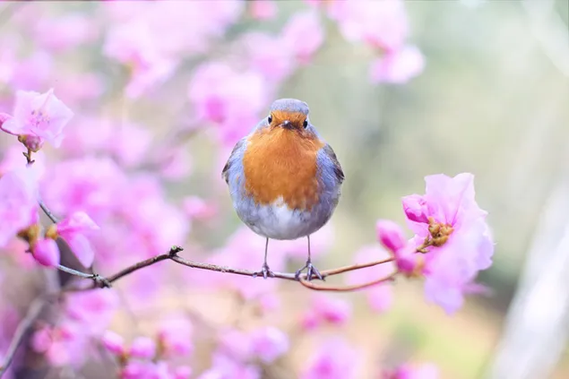 Frühlingsvogel Robin in einem rosa Blumenzweig 4K Hintergrundbild