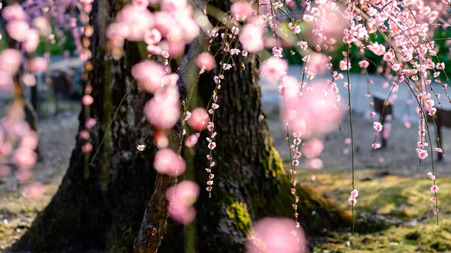 Árbol de flor de primavera 2K fondo de pantalla