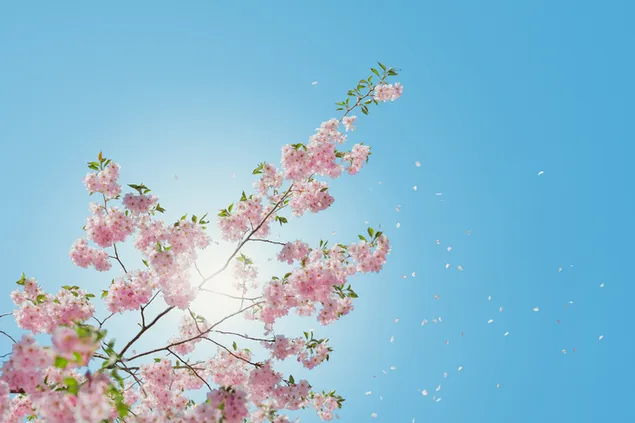 Frühlingsblüten 4K Hintergrundbild