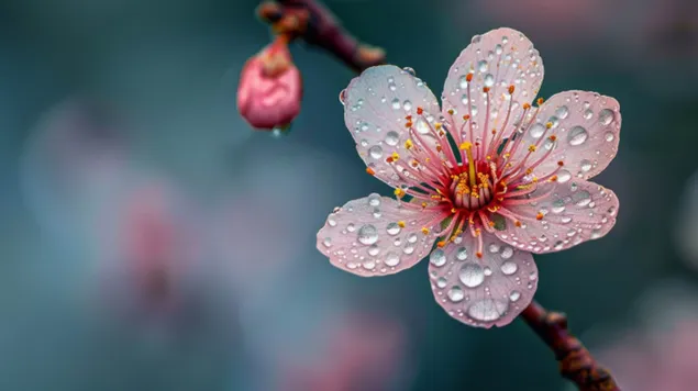 Tavaszi virág, Cseresznyevirág ragyogása 8K háttérkép