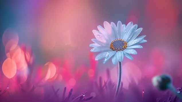 Hình nền Mùa xuân hoa cúc trắng xinh đẹp 8K