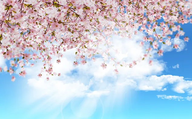 Пролетни цвеќиња и сонцето меѓу облаците 2K тапет