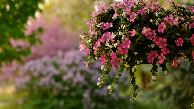 Frühlingsblumen im Garten 2K Hintergrundbild