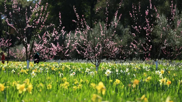 春の花の風景 HD 壁紙