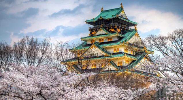 Những bông hoa mùa xuân với lâu đài Osaka