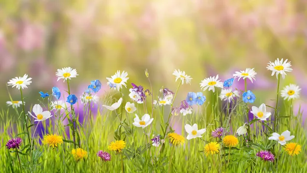 Frühlingswiese 4K Hintergrundbild