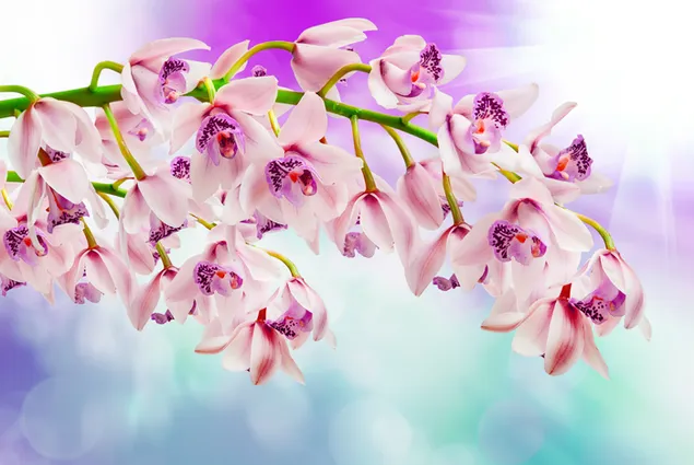 Frühlingsorchideen auf dem Ast 4K Hintergrundbild
