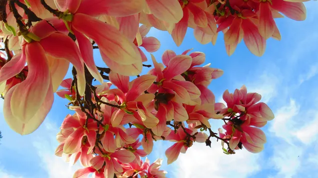 Frühlingsrosa Blumen Hintergrund