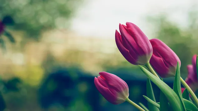 Frühlingsrosa Tulpen 4K Hintergrundbild