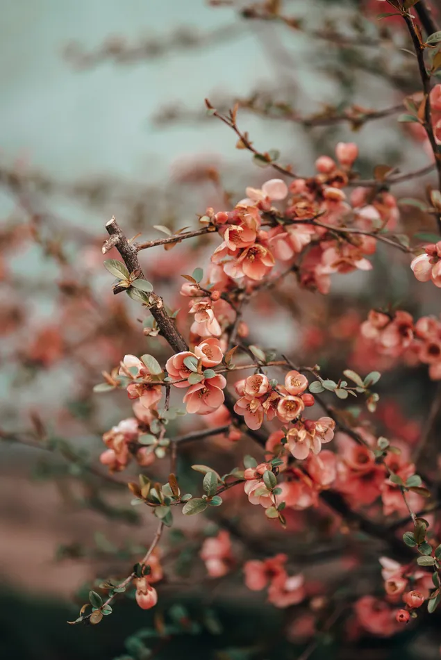 Frühlingsblüte 2K Hintergrundbild