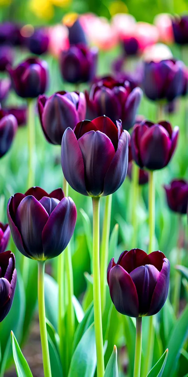 Pavasarinės švelnios juodos tulpės elegantiškoje ir dramatiškoje scenoje 2K ekrano užsklanda