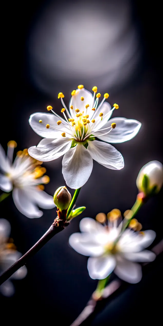 פרח לבן רך אביבי בסצנה כהה אלגנטית ומינימלית 2K טפט